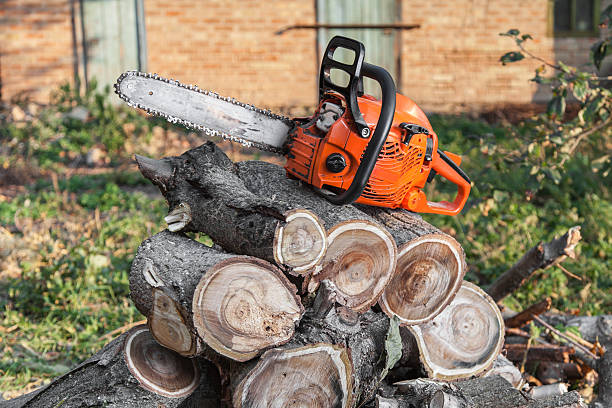 Best Arborist Services Near Me  in Crescent City, CA